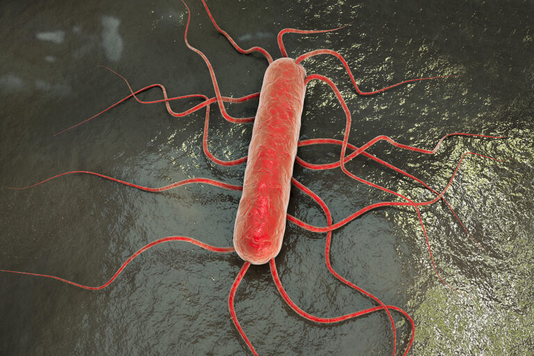 Listeria monocytogenes